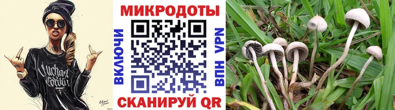 Купить  Истра  Псилоцибиновые грибы Psilocybine cubensis 